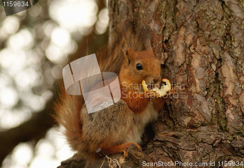 Image of squirrel 