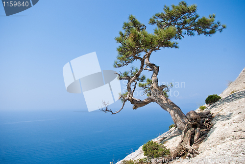 Image of Lone fir tree at edge of the cliff