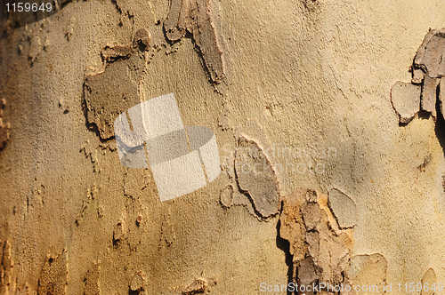 Image of Wooden texture background
