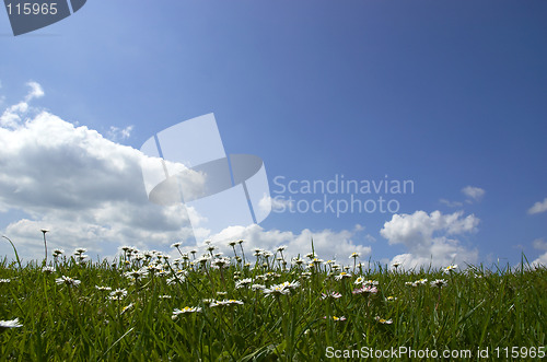 Image of Daisies and Sky