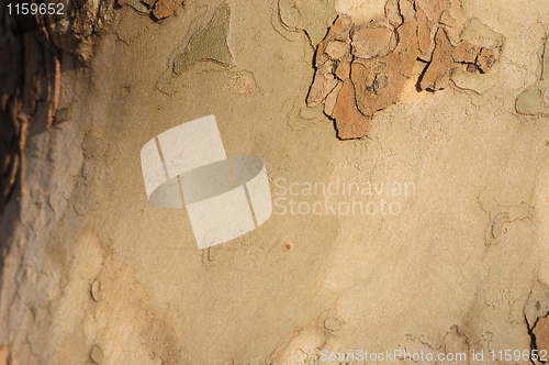 Image of Wooden texture background