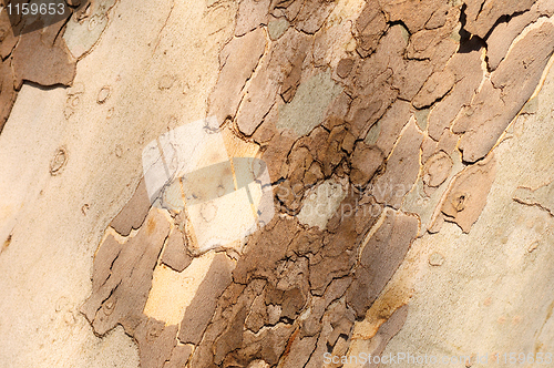 Image of Wooden texture background