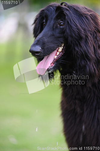 Image of Black afghan hound dog