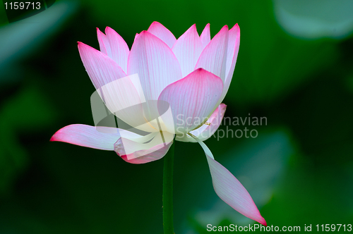 Image of Lotus flower