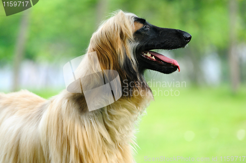 Image of Afghan hound dog
