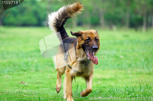 Image of Dog running