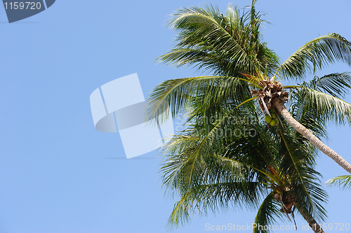 Image of Palm tree