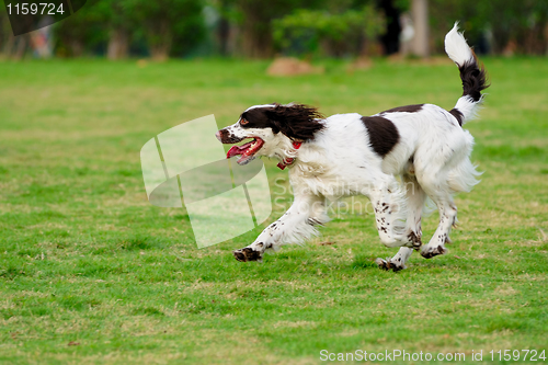 Image of Springer dog running