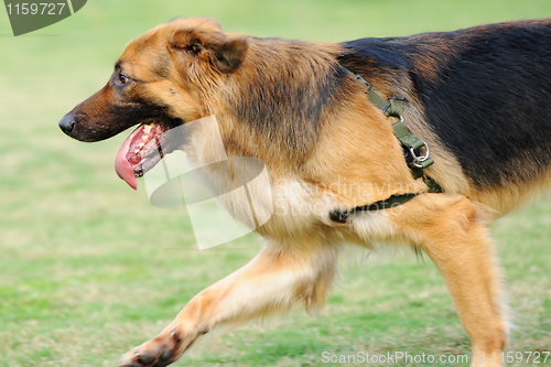 Image of German Shepard dog running