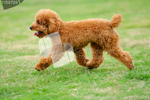 Image of Little toy poodle dog running