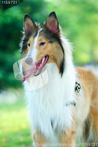 Image of Collie rough dog
