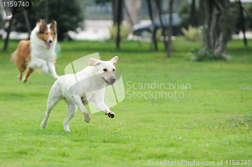 Image of Two dog chasing