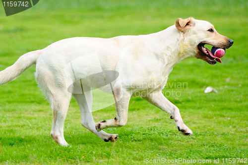 Image of Labrador dog running