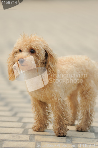 Image of Toy poodle dog standing
