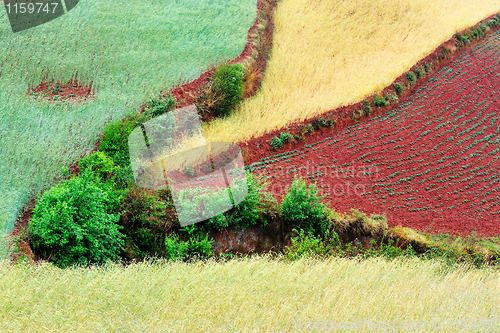 Image of Wheat field landscape