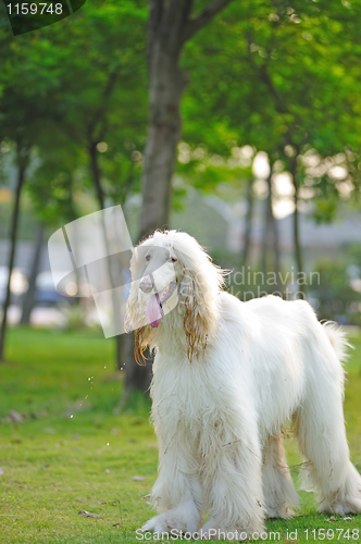 Image of Afghan hound dog