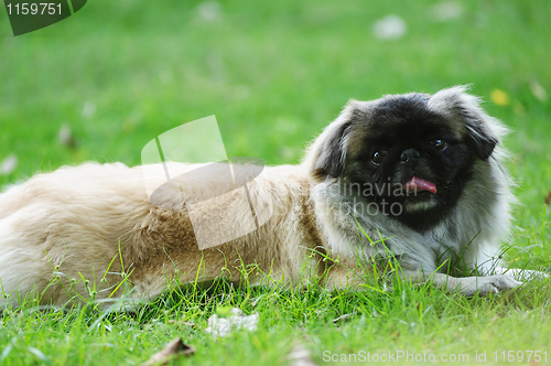 Image of Pekinese Dog lying on the lawn
