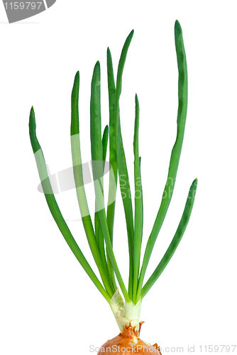 Image of Spring onion 