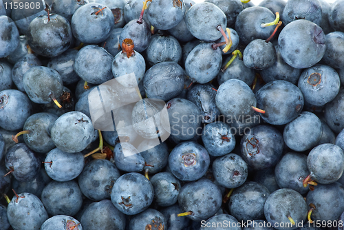 Image of Billberries
