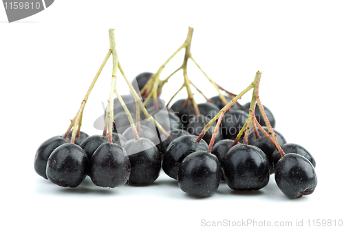 Image of Few black chokeberry clusters