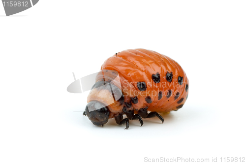 Image of Colorado potato beetle larva close-up