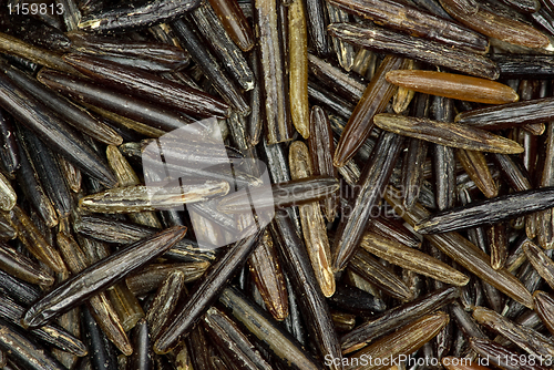 Image of Abstract background: Black wild rice grains