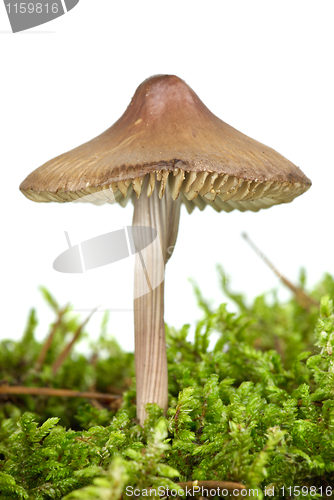 Image of Poisonous agaric (Mycena inclinata) on the green moss