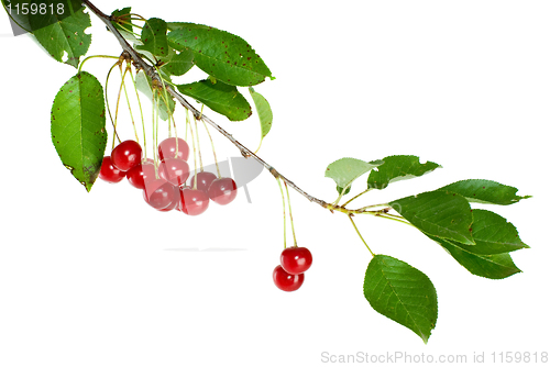 Image of Cherry branch with leaves and few berries