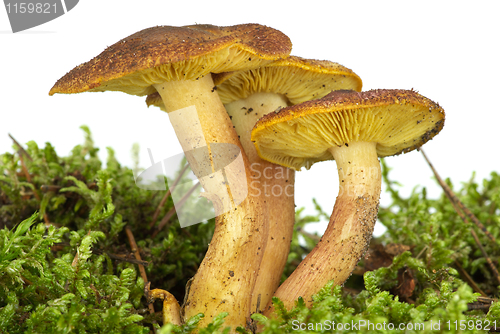 Image of Poisonous agaric (Hypholoma fasciculare) on the green moss