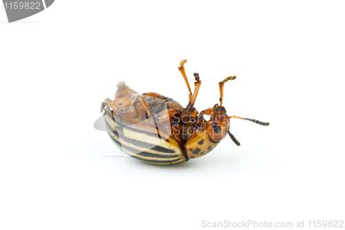 Image of Dead colorado potato beetle close-up