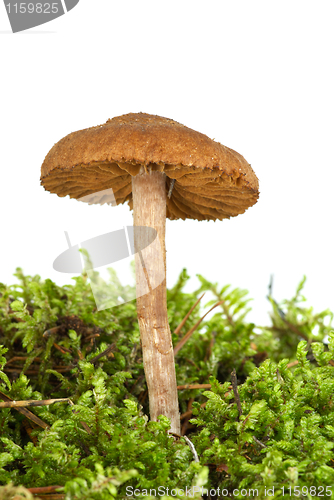 Image of Poisonous agaric (Cortinarius uliginosus) on the green moss