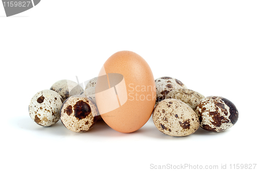 Image of Few quail eggs and single hen egg