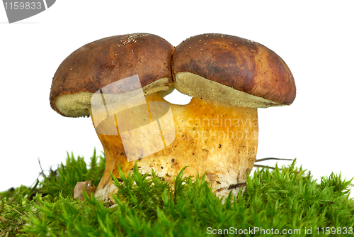 Image of Pair of adnate boletus badius mushrooms