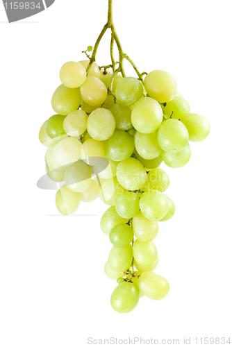 Image of Green grapes bunch (muscat breed)