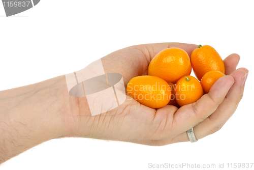 Image of Hand holding some kumquat fruits