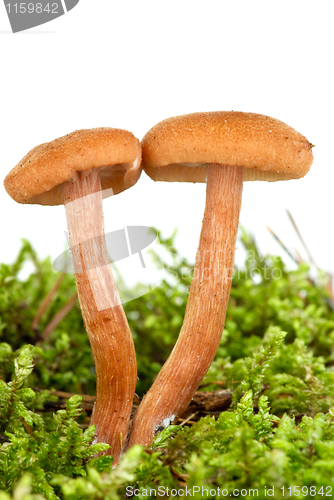 Image of Poisonous agaric (Laccaria proxima) on the green moss