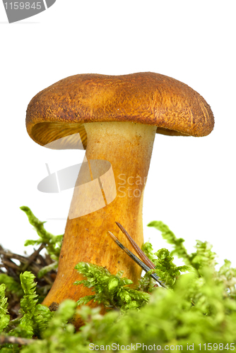 Image of Poisonous agaric (Tricholomopsis rutilans) on the green moss