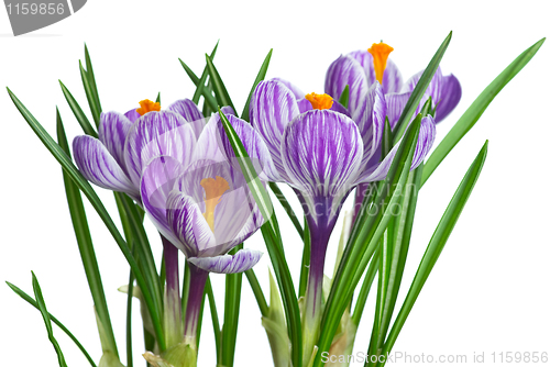 Image of Bunch of stripy crocuses