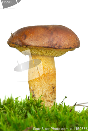 Image of Single boletus badius mushroom  on the green moss 