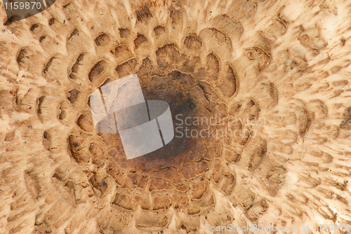 Image of Parasol mushroom cap texture