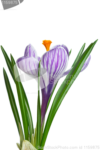 Image of Single stripy crocus