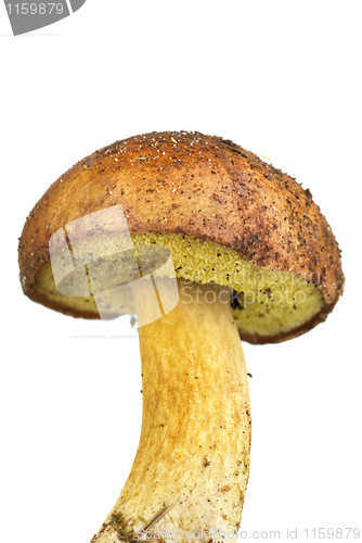 Image of Closeup shot of boletus badius mushroom
