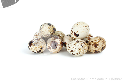 Image of Few fresh quail eggs