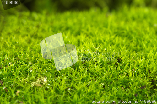 Image of Green moss