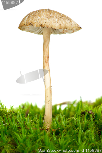 Image of Poisonous agaric (Mycena cinerella) on the green moss