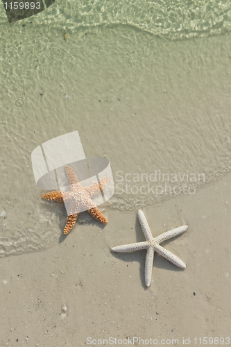 Image of Couple of starfish on a tropical beach, tide coming in