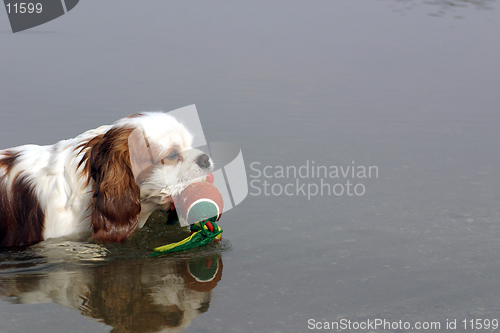 Image of Swimming dog