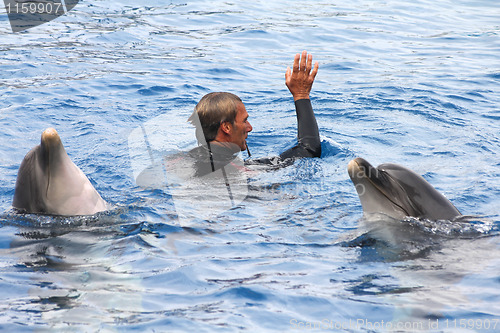 Image of Dolphin show