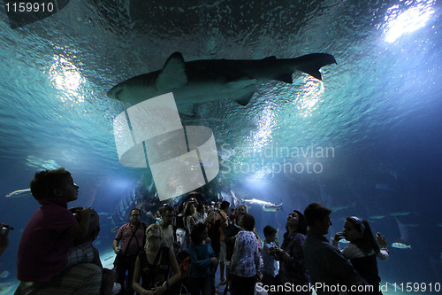 Image of Aquarium shark