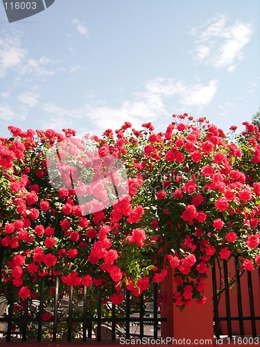 Image of Roses in the sun